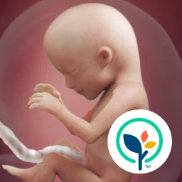 Icono de Mi embarazo y bebé